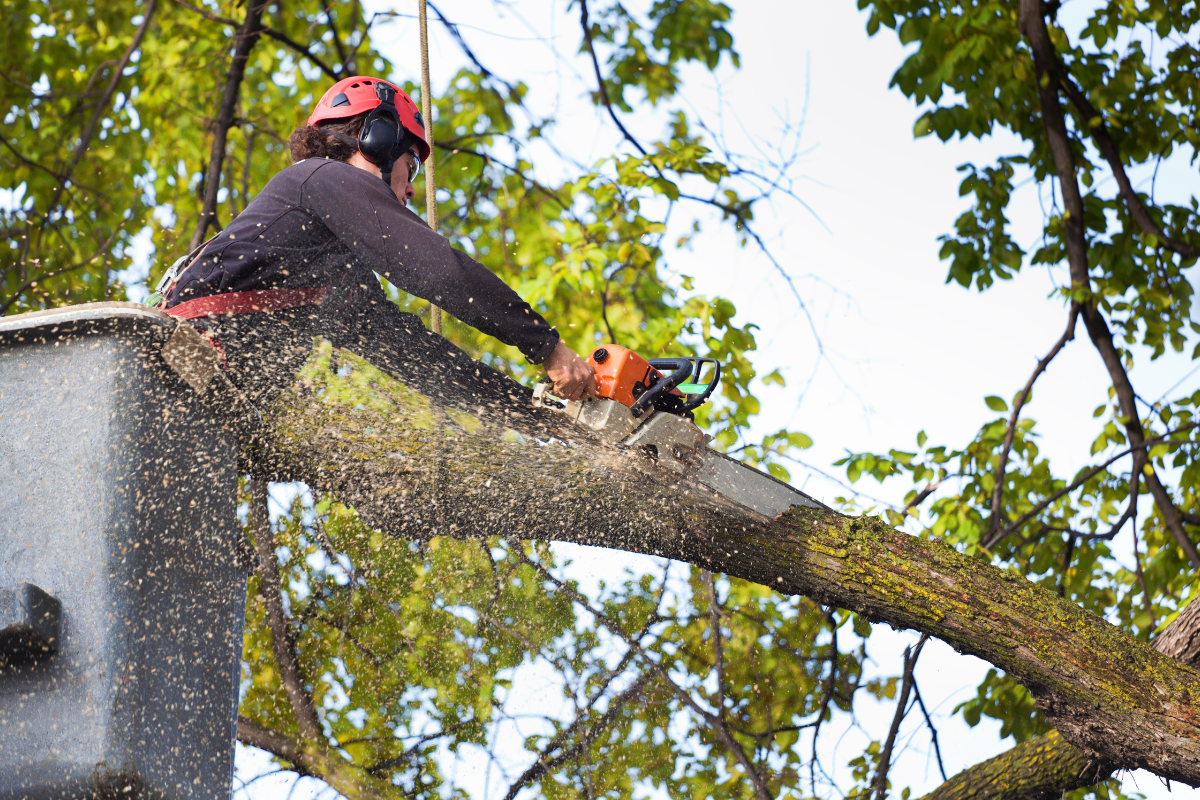 tree service in New Castle, PA